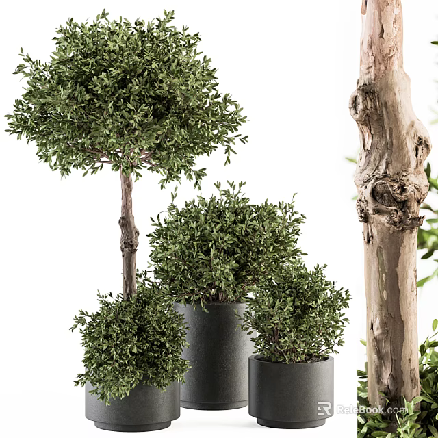 Bonsai Potted Plants With Round Green Leaves And Different Size Trunks In Black Pots 3d model 