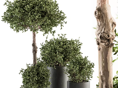 Bonsai Potted Plants With Round Green Leaves And Different Size Trunks In Black Pots 3d model