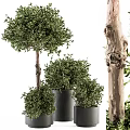 Bonsai Potted Plants With Round Green Leaves And Different Size Trunks In Black Pots