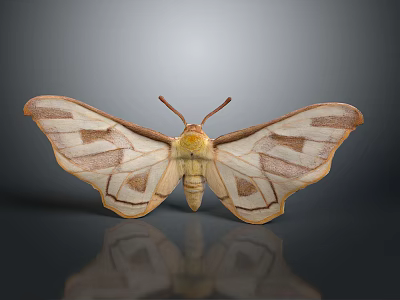 Detailed Beige Moth With Yellow Body And Brown Patterned Wings On Gray Background 3d model