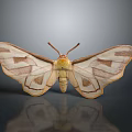 Detailed Beige Moth With Yellow Body And Brown Patterned Wings On Gray Background