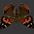 Vibrant Red Black White Butterfly with Spread Wings on Gray Background