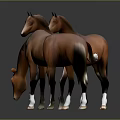 Three Brown Horses Standing On Black Smooth Floor With Gray Background And Different Poses