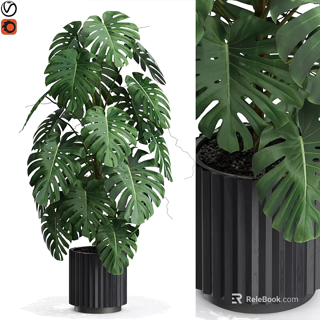 Modern Decorative Plant Arrangement With Monstera Leaves In Black Ribbed Pot 3d model 