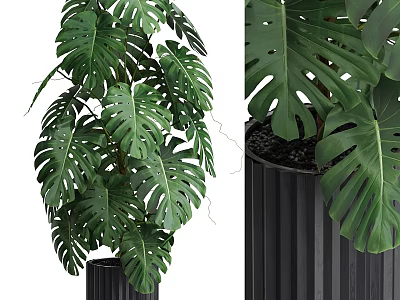 Modern Decorative Plant Arrangement With Monstera Leaves In Black Ribbed Pot 3d model