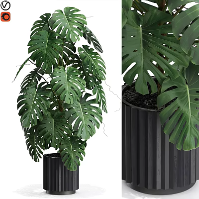 Modern Decorative Plant Arrangement With Monstera Leaves In Black Ribbed Pot 3d model