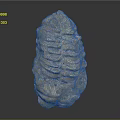 Prehistoric Trilobite Fossil With Segmented Exoskeleton And Natural Surface Texture