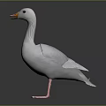 White Goose With Orange Beak And Pink Feet Standing On Dark Shiny Surface