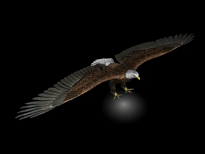 Flying Eagle With Spread Wings Against Black Background Showing Sharp Claws And Light Spot Below 3d model