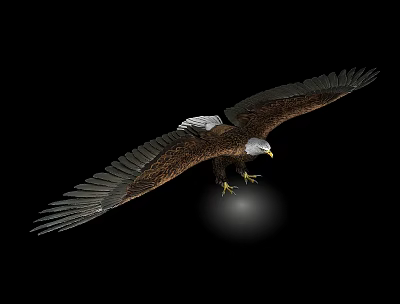 bird eagle eagle vulture 3d model bird eagle eagle vulture 3d model