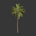Tall Tropical Palm Tree With Green Yellow Leaves Brown Trunk Isolated On Grey Background
