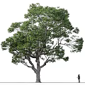 Tall Lush Arbor With Green Foliage And A Person On White Backdrop