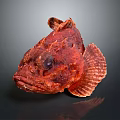 Aquatic Animal Red Fish With Rough Textured Skin On Dark Background Surface