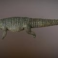 Realistic 3D Model of Aquatic Animal Crocodile with Open Mouth and Scaly Skin