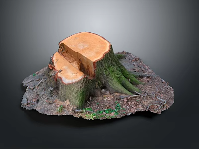 Natural Wooden Stump with Cut Section and Moss Covered Stone Base Texture 3d model