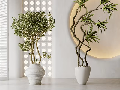 Indoor Bonsai Plants In Modern White Ceramic Pots For Home Decoration 3d model