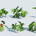 Various Green Tropical Plants With Different Leaf Shapes For Display On White Background 3d model