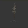 Slender Plant with Green Leaves White Roots and Orange Trunk against Dark Background