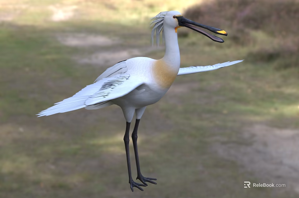 White Bird With Black Long Beak Standing On Grass Field With Spread Wings 3d model 