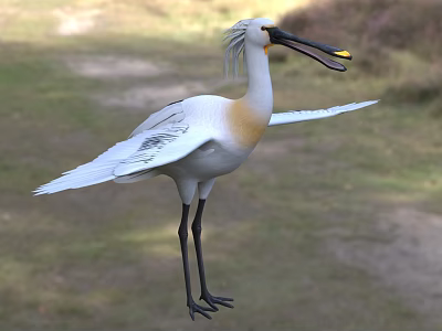White Bird With Black Long Beak Standing On Grass Field With Spread Wings 3d model