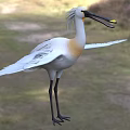 White Bird With Black Long Beak Standing On Grass Field With Spread Wings