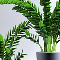Lush Green Bonsai Potted Plants in Gray Square Pot with White Pebbles and Black Planter