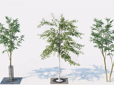 Three Arbor Trees With Green Leaves Planted In Different Bases And Shadow Effects 3d model