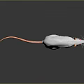 Game Movie Character White Rat With Red Eyes Long Thin Tail On Black Reflective Surface