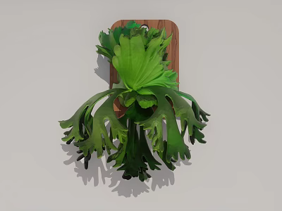 Green Hanging Plant With Fern Like Leaves On Wooden Board 3d model
