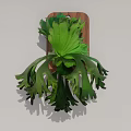 Green Hanging Plant With Fern Like Leaves On Wooden Board