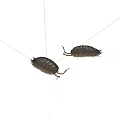 Two Small Armored Reptiles on White Background Closeup View Details 3d model