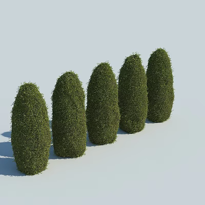 Five Neatly Trimmed Conical Green Shrubs Arranged On Light Colored Background 3d model