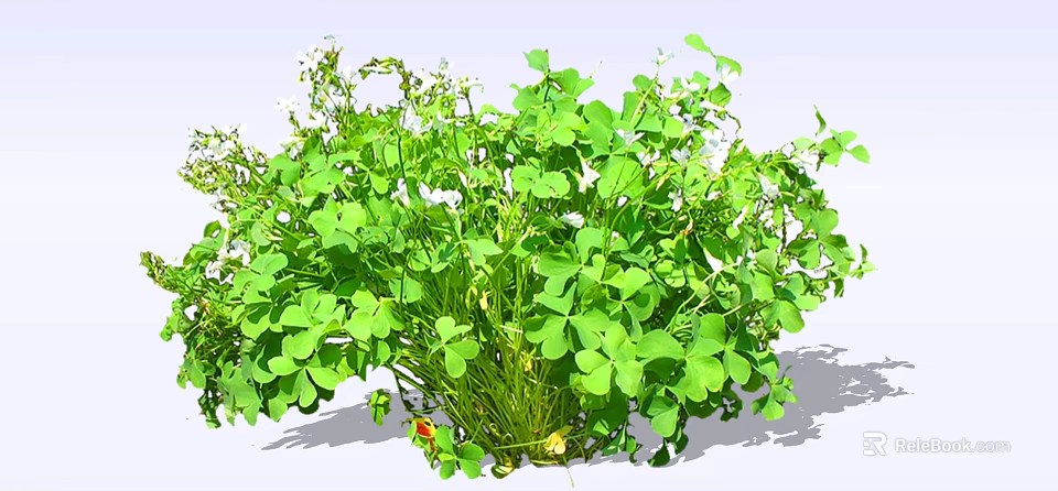 Lush Green Clover Plants With Fresh Leaves And Small White Flowers 3d model 