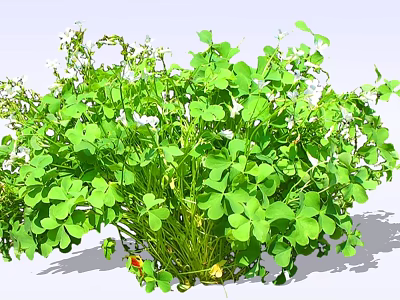 Lush Green Clover Plants With Fresh Leaves And Small White Flowers 3d model