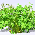 Lush Green Clover Plants With Fresh Leaves And Small White Flowers