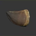 Ancient Prehistoric Animal Tooth Fossil With Brown Enamel And Textured Surface Details
