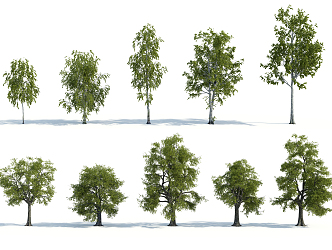 The Modern Tree 3d model