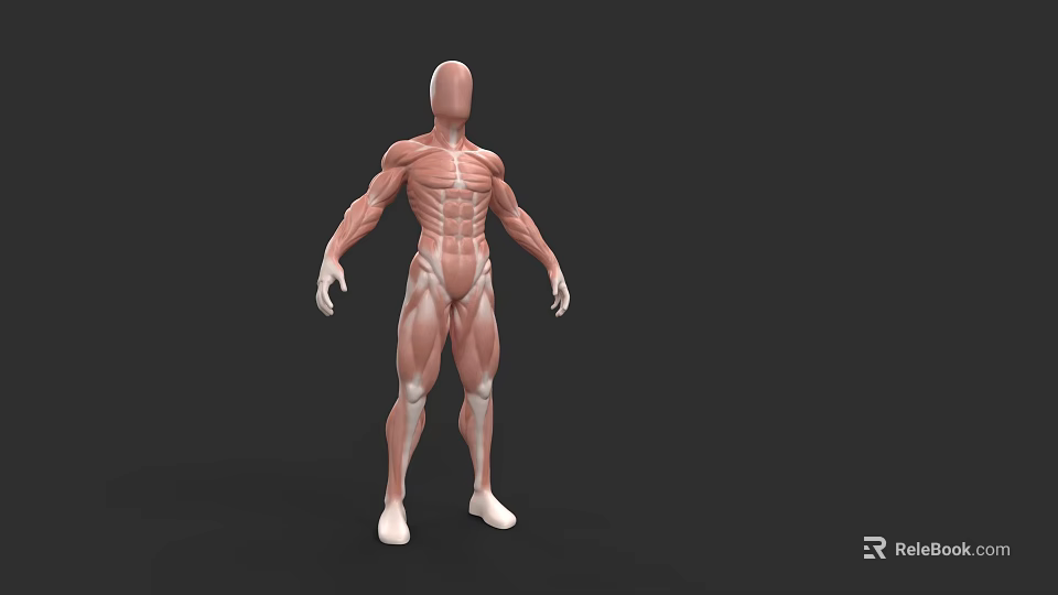 Muscular System Human Body Anatomical Model With Clear Detailed Muscle Structure 3d model 