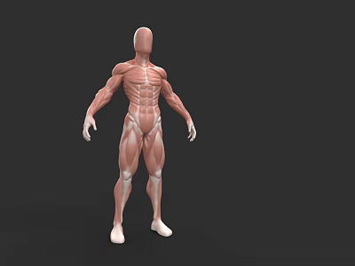 Muscular System Human Body Anatomical Model With Clear Detailed Muscle Structure 3d model