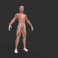 Muscular System Human Body Anatomical Model With Clear Detailed Muscle Structure