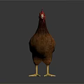 Brown Feathered Chicken With Red Comb And Yellow Claws On Dark Background