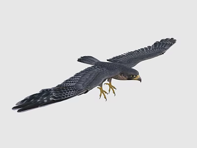 Peregrine Falcon Soaring Through Sky With Extended Wings And Sharp Talons 3d model