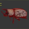 Large Horned Beetle With White Body And Brown Spots On Dark Background