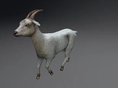 White Goat with Curved Horns Standing on Gray Background 3d model