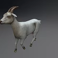 White Goat with Curved Horns Standing on Gray Background