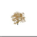 Tall Deciduous Tree Featuring Yellow Autumn Leaves And White Trunk With Human Scale