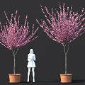 Bonsai Potted Plants With Pink Flowering Branches In Orange Pots And A Standing Figure