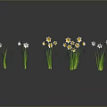 Butterflies On White And Orange Flowers With Green Stems And Reflections