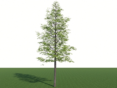 Landscape arbor Metasequoia 3d model