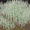 Vibrant Green Corn Plants Thriving In Garden Landscape With Nutrient Rich Soil
